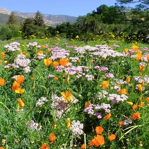 Ground Cover Display Wildflowers