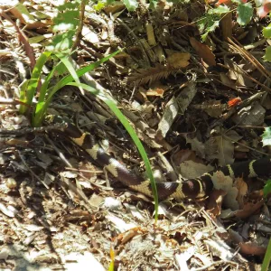 King Snake
