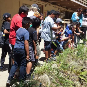 CCBER Kids in Nature Program students observing king snake