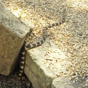 King Snake