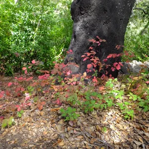 Poison oak