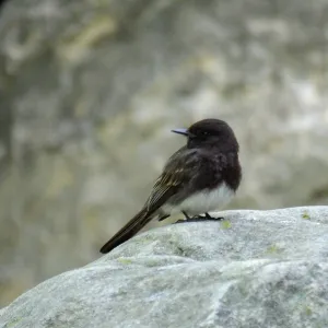 Black Phoebe in Canyon