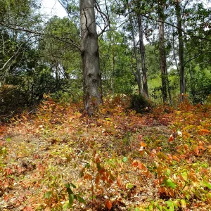 Looking up west side from Canyon Trail