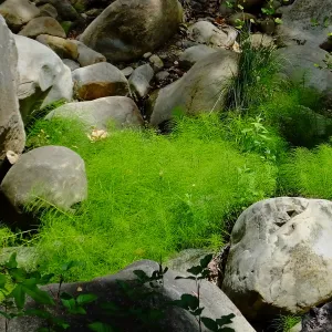 Horsetail in Mission Creek