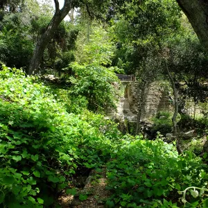 Vitis Rogers Red and Mission Dam