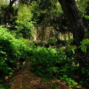 Vitis Rogers Red and Mission Dam
