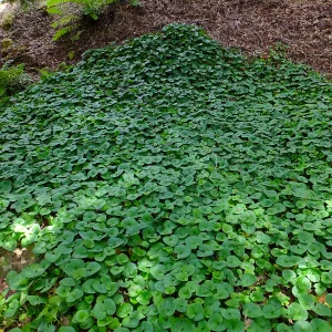Wild Ginger in Redwood Section