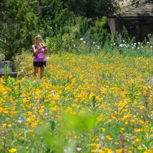 Visitor in Meadow