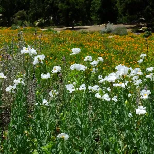 Matilija poppies at top of Meadow