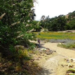 California Buckeye and Meadow