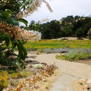 California Buckeye and Meadow