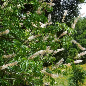 California Buckeye and Meadow
