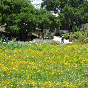Meadow and Courtyard