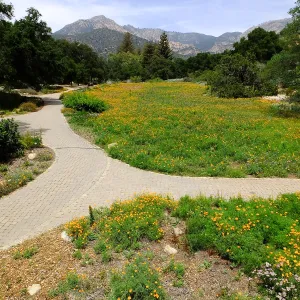Meadow wildflower display