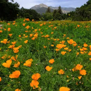 Meadow wildflower display