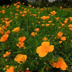 Meadow wildflower display