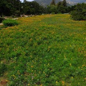 Meadow wildflower display
