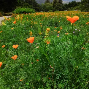 Meadow wildflower display