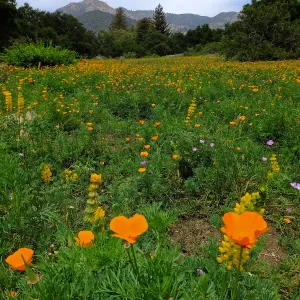 Meadow wildflower display
