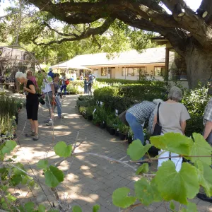 Spring Plant Sale 2015