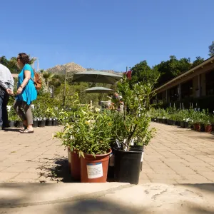 Spring Plant Sale 2015