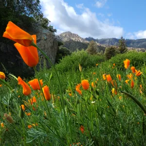 California Poppies in the Groundcover Section