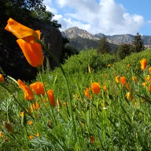 California Poppies in the Groundcover Section