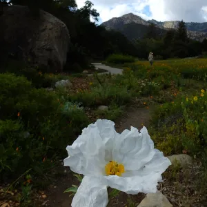 Matilija poppy, Blaksley Boulder, Meadow