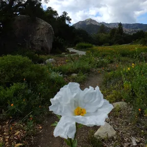 Matilija poppy, Blaksley Boulder, Meadow