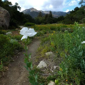 Matilija poppy, Blaksley Boulder, Meadow