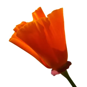 California poppy
