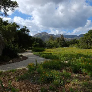 Meadow wildflower display