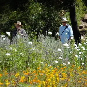 Seniors Free Day, photographing Matilija poppies at upper Meadow