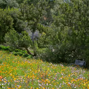 Meadow wildflowers and Thomas Holton Bench