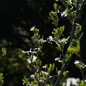 Mountain Mahogany at start of Porter Trail