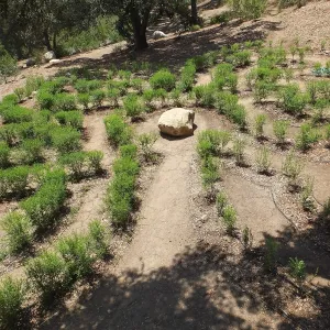 Centennial Maze