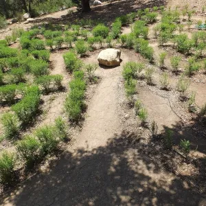 Centennial Maze