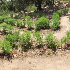 Centennial Maze