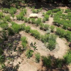 Centennial Maze