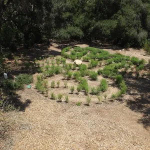 Centennial Maze