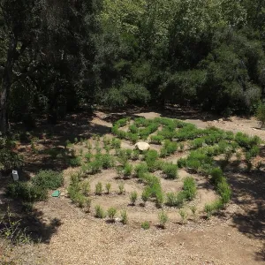 Centennial Maze