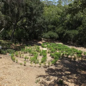 Centennial Maze