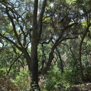 Woodland view towards Easton-Aqueduct Trail from Canyon Trail