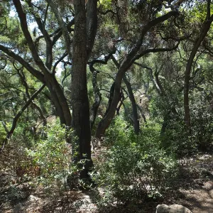 Woodland view towards Easton-Aqueduct Trail from Canyon Trail