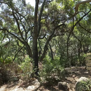 Woodland view towards Easton-Aqueduct Trail from Canyon Trail