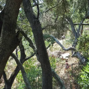 Woodland view towards Easton-Aqueduct Trail from Canyon Trail