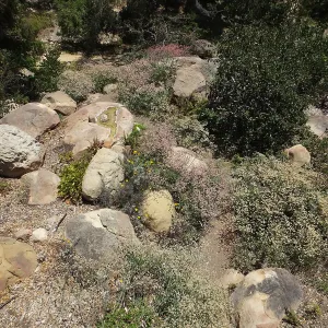 Eriogonum grande in the Manzanita Section
