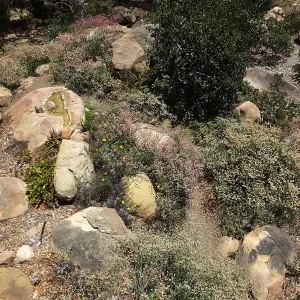 Eriogonum grande in the Manzanita Section