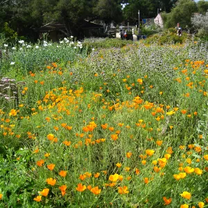 wildflowers in bloom, ground cover section