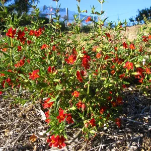 PIP Mimiulus trials, SW Trail